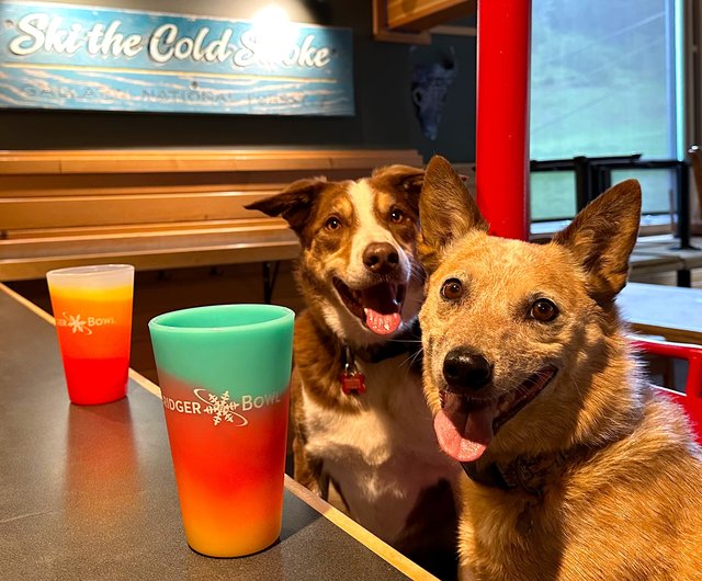 Ringo and Atlas in Bridger Bowl Shirts